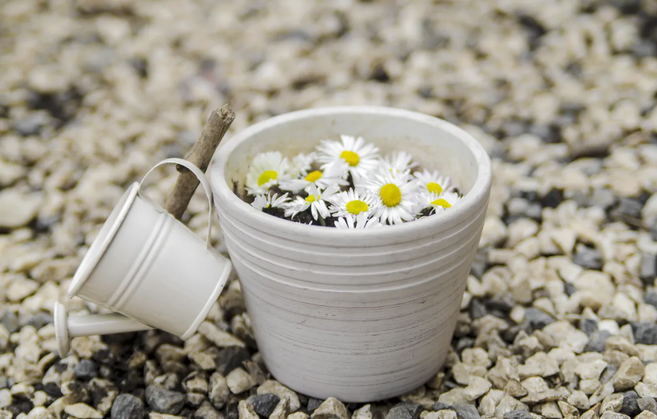 Photo wallpaper flowers, stones, chamomile, lake, camomile
