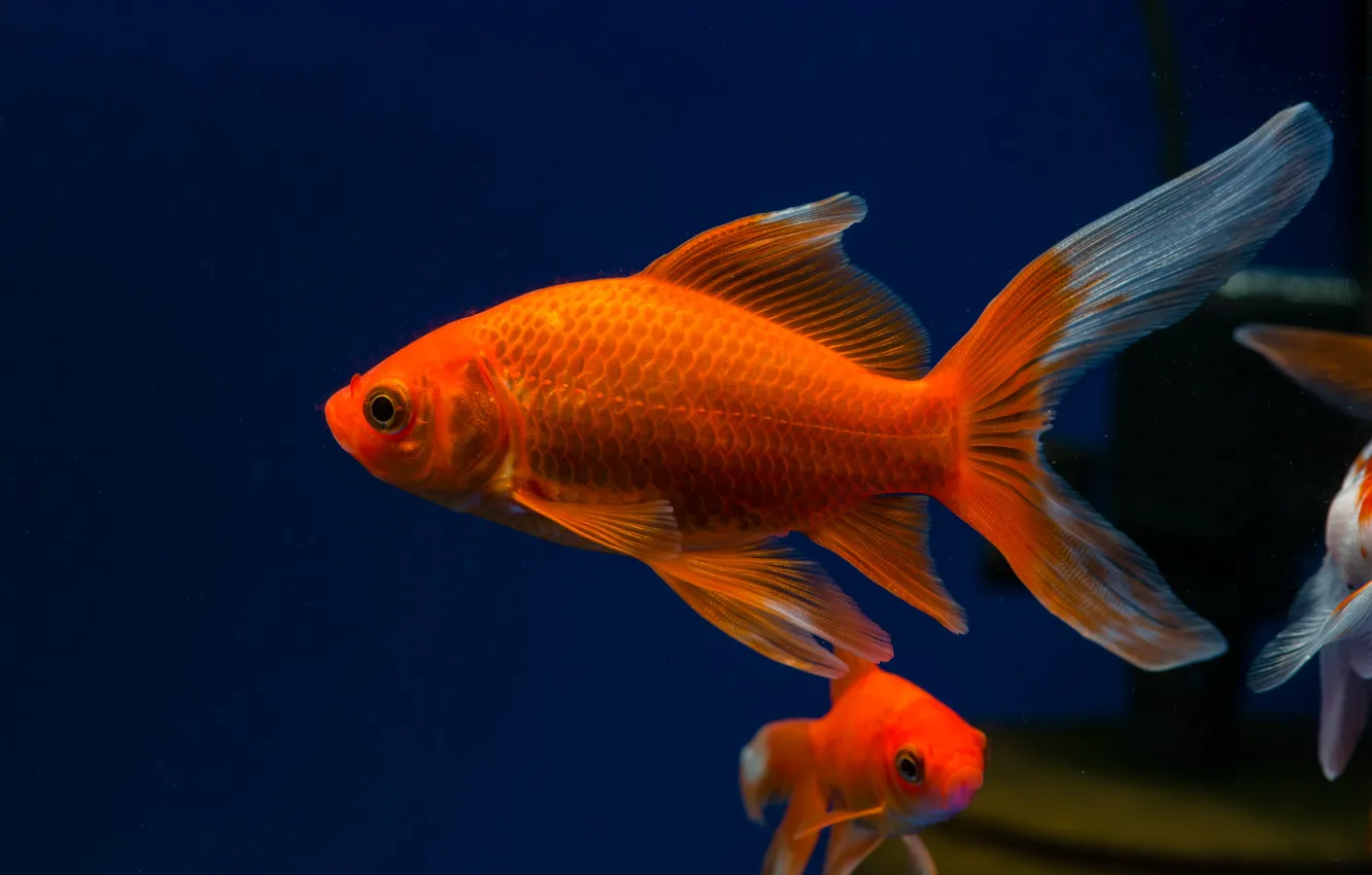 Photo wallpaper red, Aquarius, comet goldfish