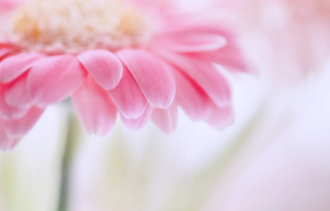 Photo wallpaper flower, macro, pink, focus, petals, blur, gently, gerbera
