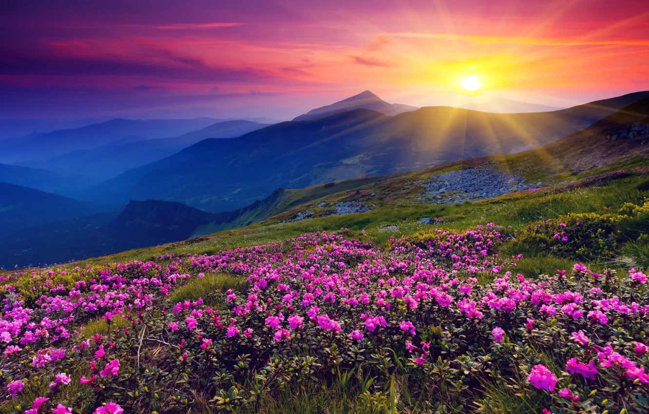 Photo wallpaper the sun, flowers, mountains, dawn