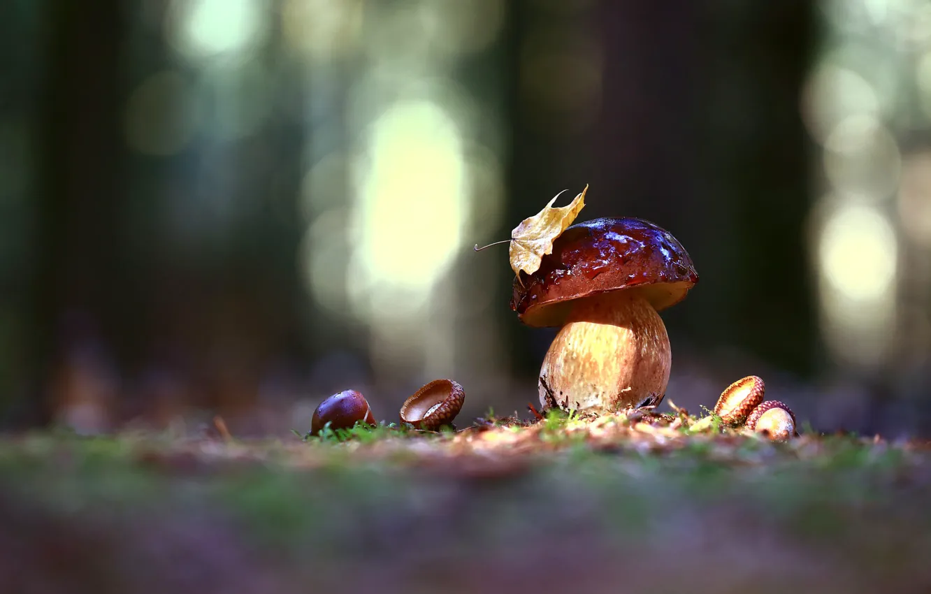 Photo wallpaper autumn, forest, white, drops, light, nature, glade, mushrooms