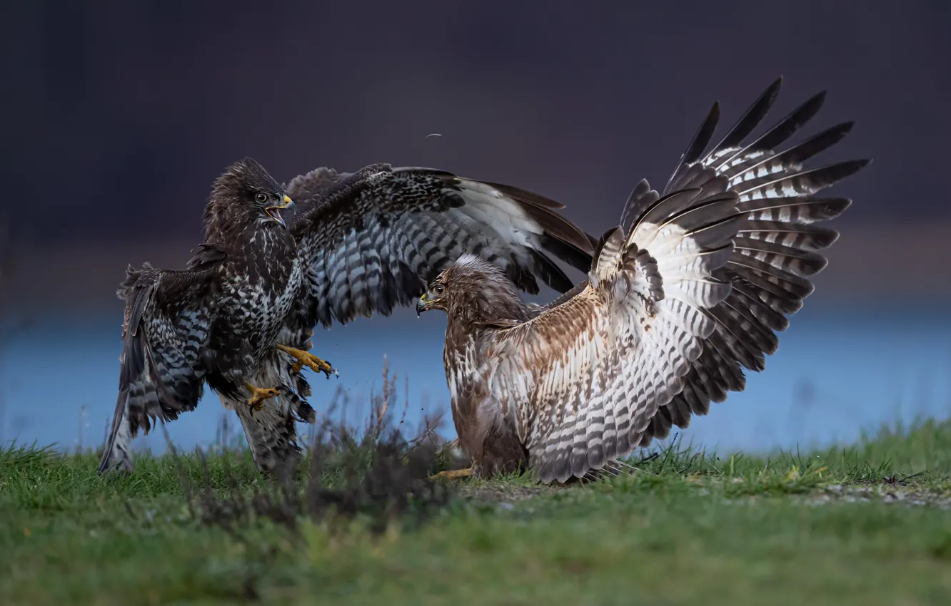 Photo wallpaper look, nature, bird, two, battle, fight, pair, battle