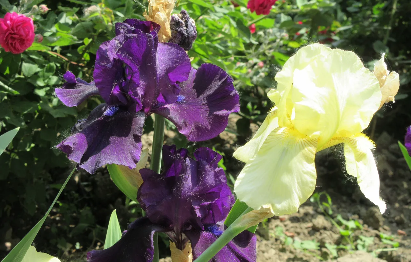 Photo wallpaper purple, yellow, iris, Meduzanol ©, Summer 2018