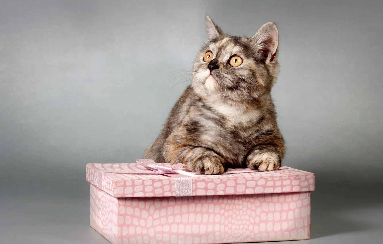 Photo wallpaper cat, cat, kitty, kitty