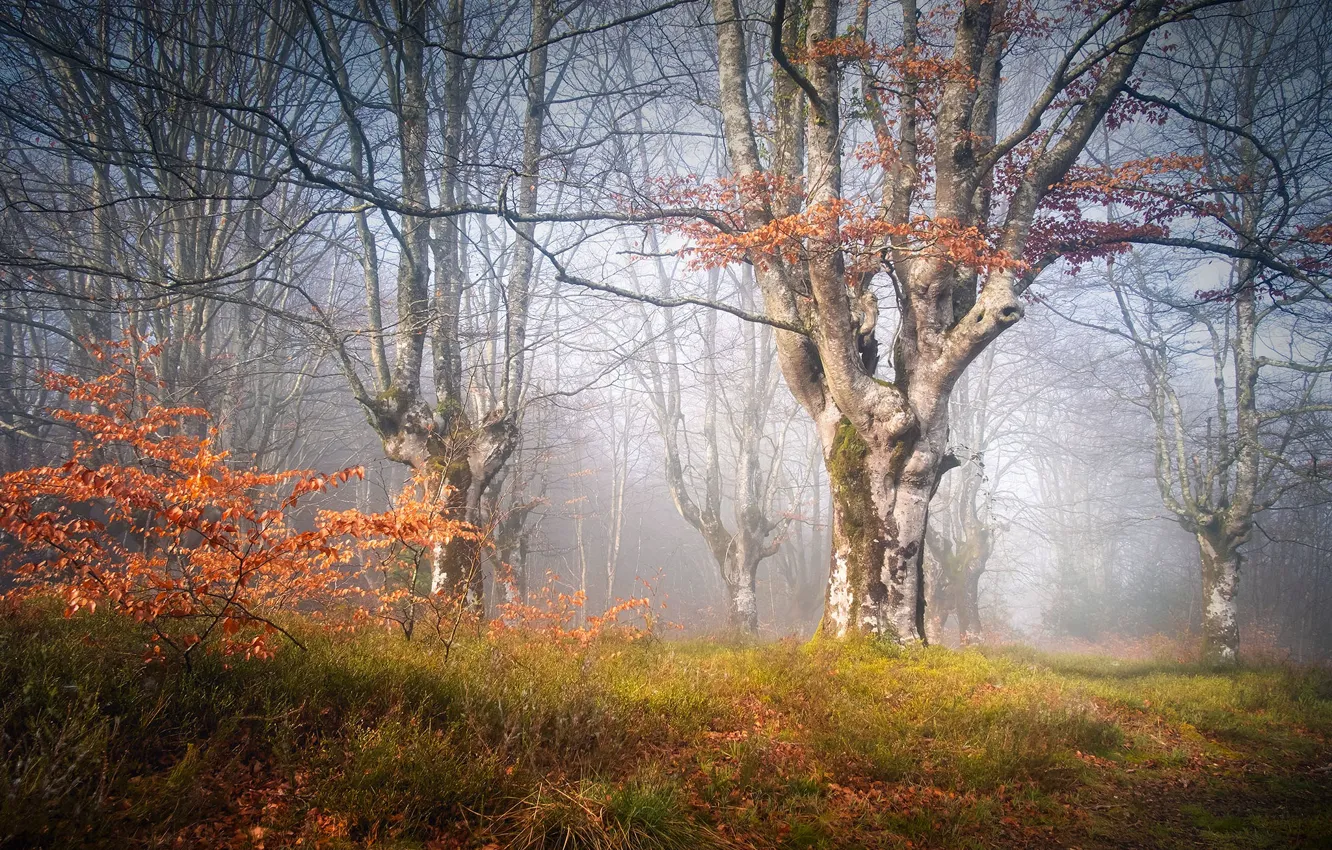 Photo wallpaper morning, Park, light, fog, grass, trees, the bushes, foliage