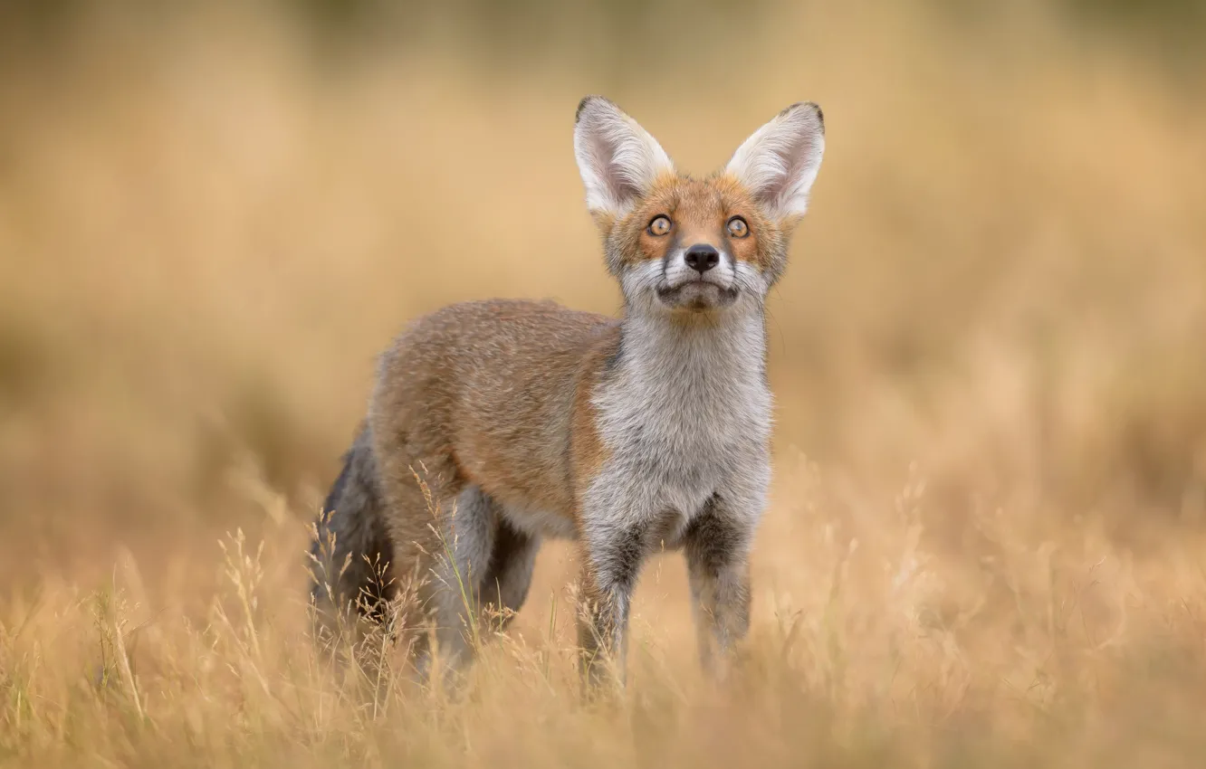 Photo wallpaper grass, background, Fox, red, bokeh