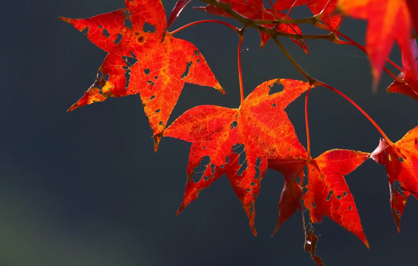 Photo wallpaper autumn, leaves, nature