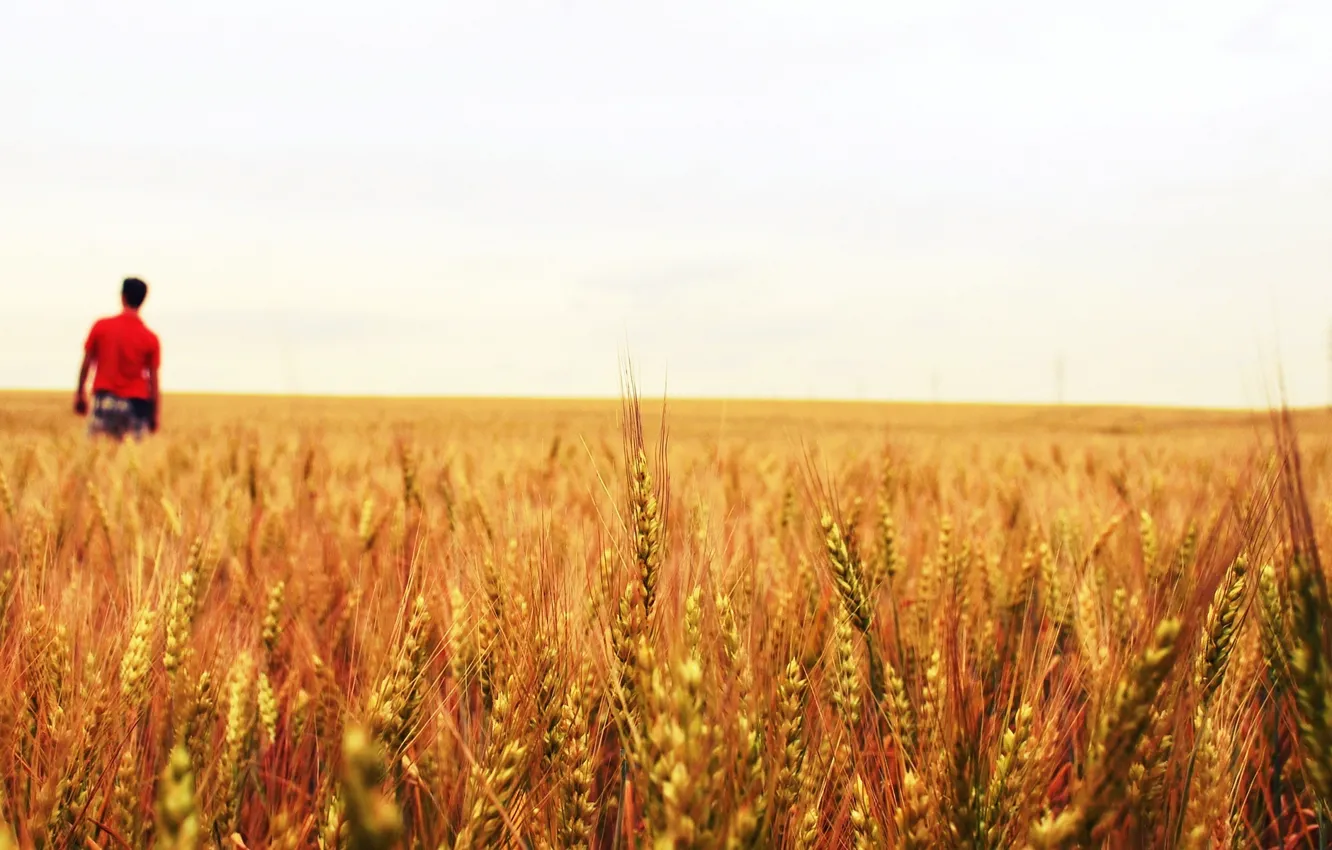 Photo wallpaper wheat, field, white, leaves, water, drops, macro, green