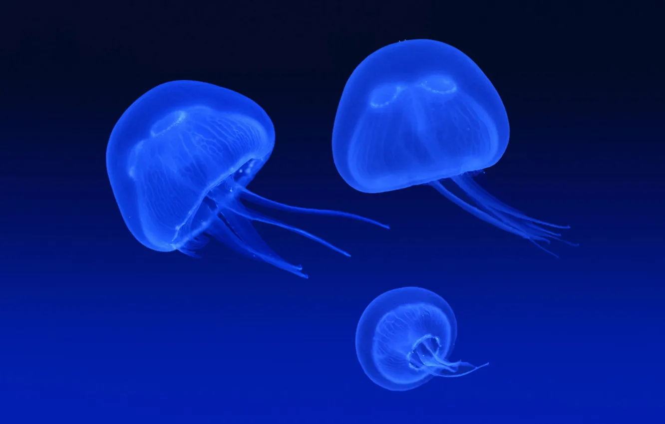 Photo wallpaper blue, glow, Jellyfish