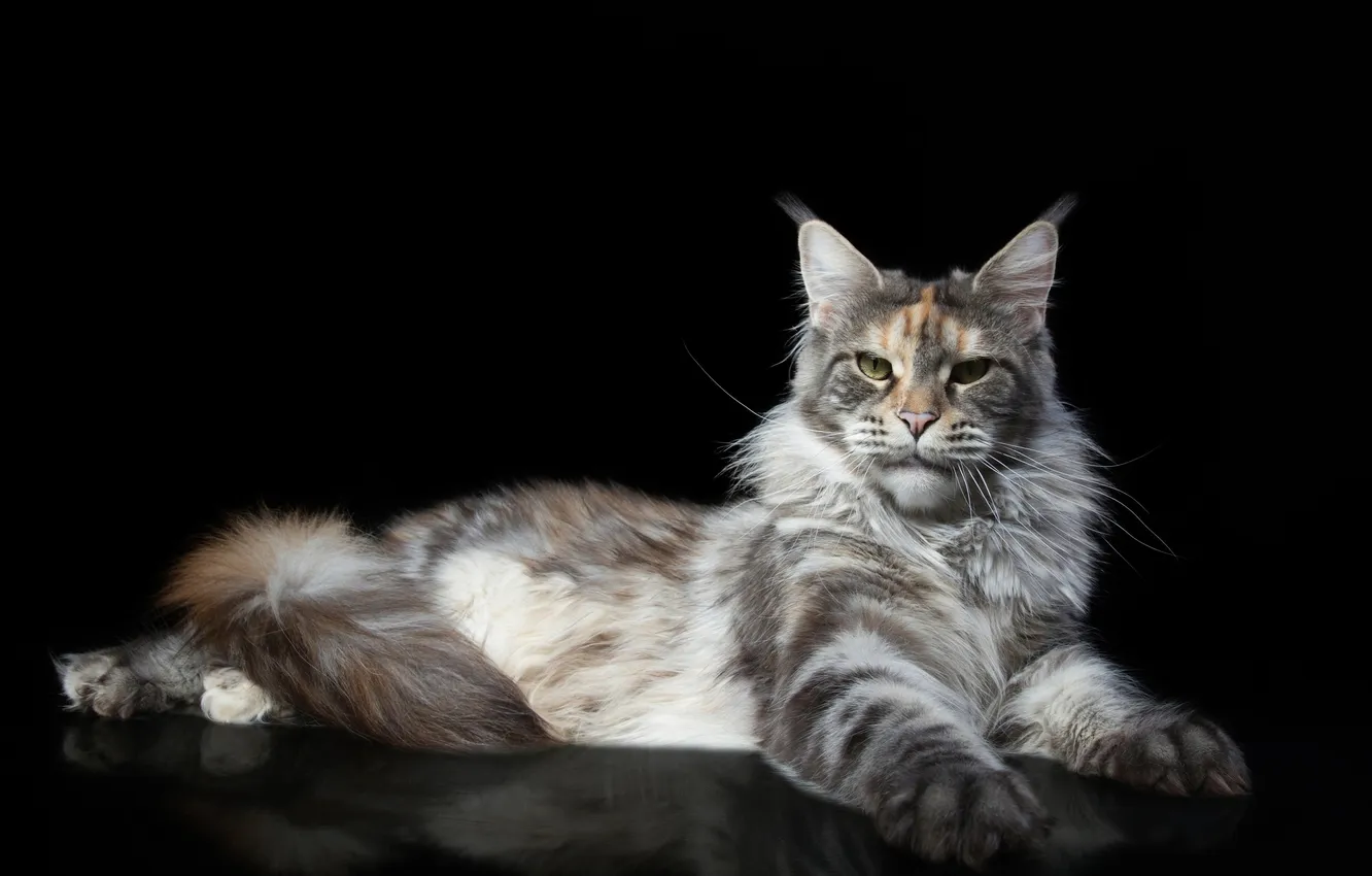 Photo wallpaper cat, look, paws, black background, Maine Coon, Natalia Lays