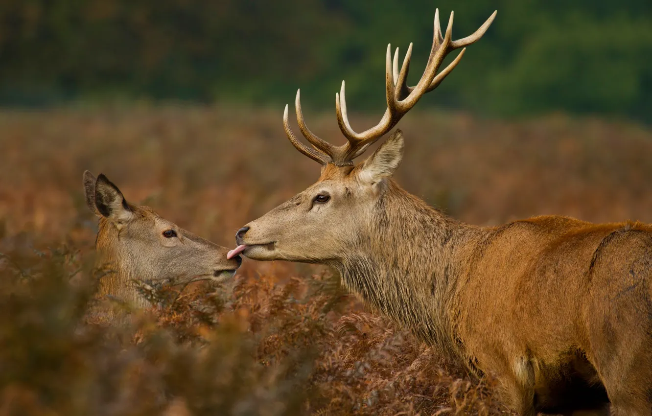 Photo wallpaper kiss, deer, wildlife