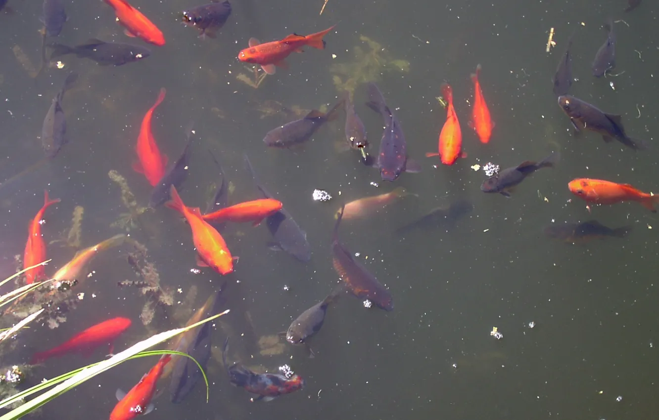 Photo wallpaper red, Paris, fishes, carpe