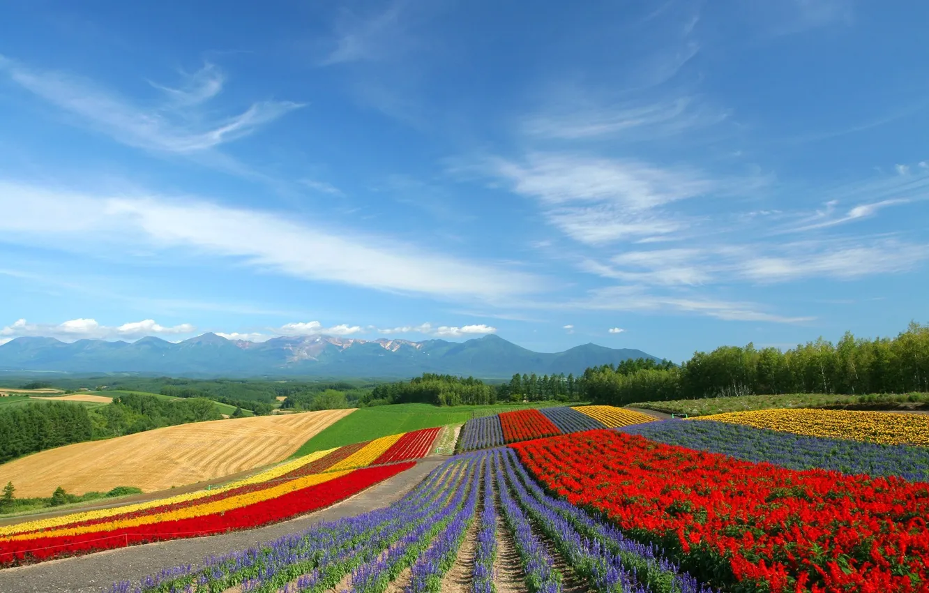 Photo wallpaper field, flowers, tulips