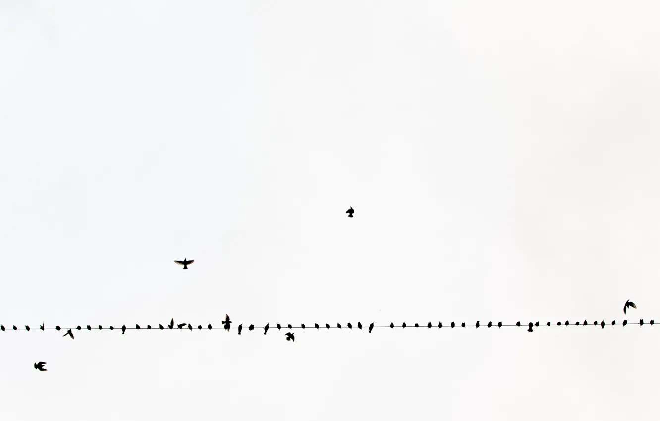 Photo wallpaper the sky, birds, wire
