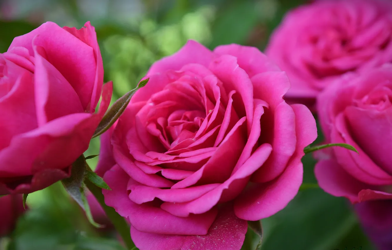 Photo wallpaper Flowers, Pink rose, Pink rose