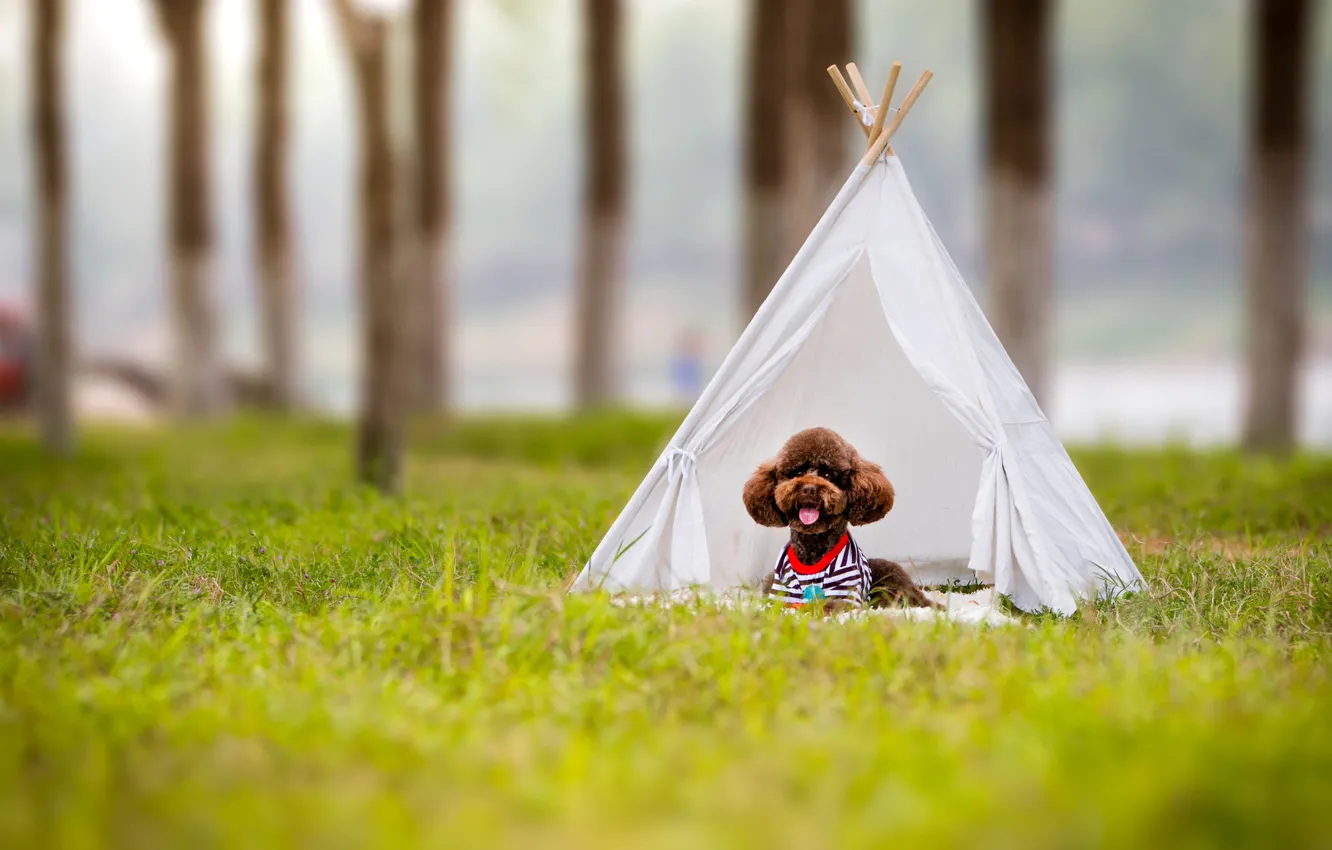 Photo wallpaper look, nature, pose, dog, face