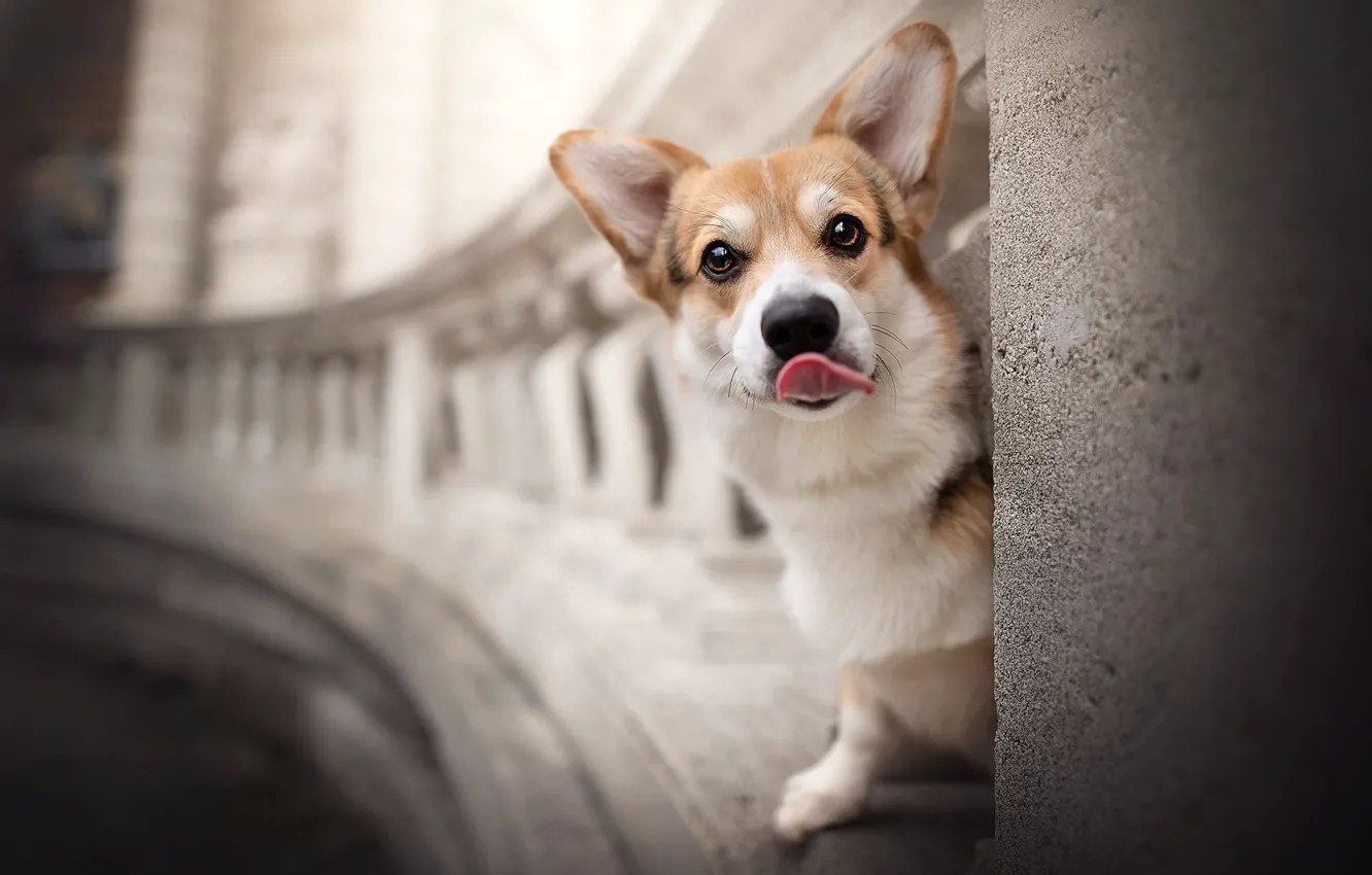Photo wallpaper language, look, dog, ears, face, the parapet, doggie, Welsh Corgi