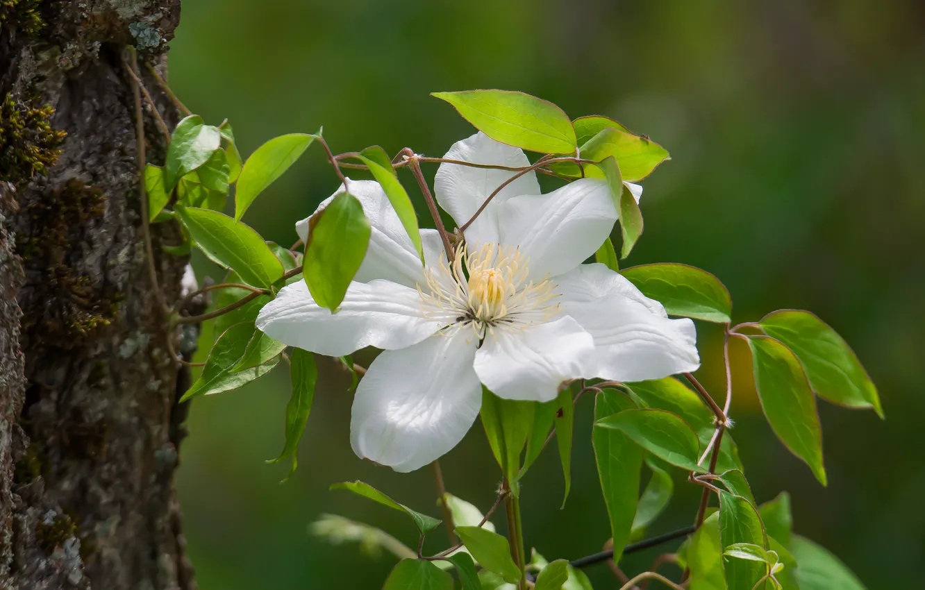 Photo wallpaper flowers, nature, spring, clematis