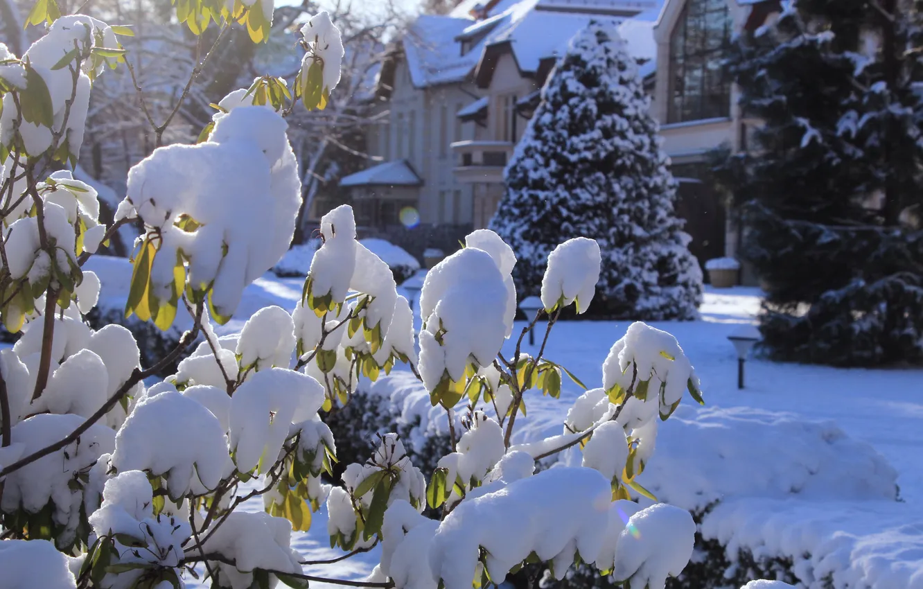 Photo wallpaper winter, snow, twig