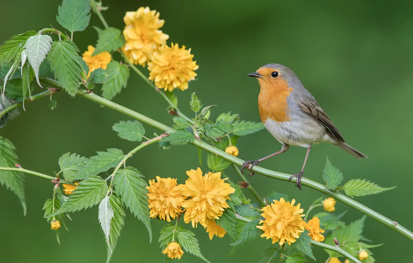 Photo wallpaper background, bird, branch, flowers, Kerria Japanese, Robin