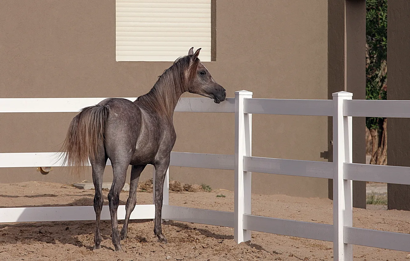 Photo wallpaper background, horse, Arabian Horse