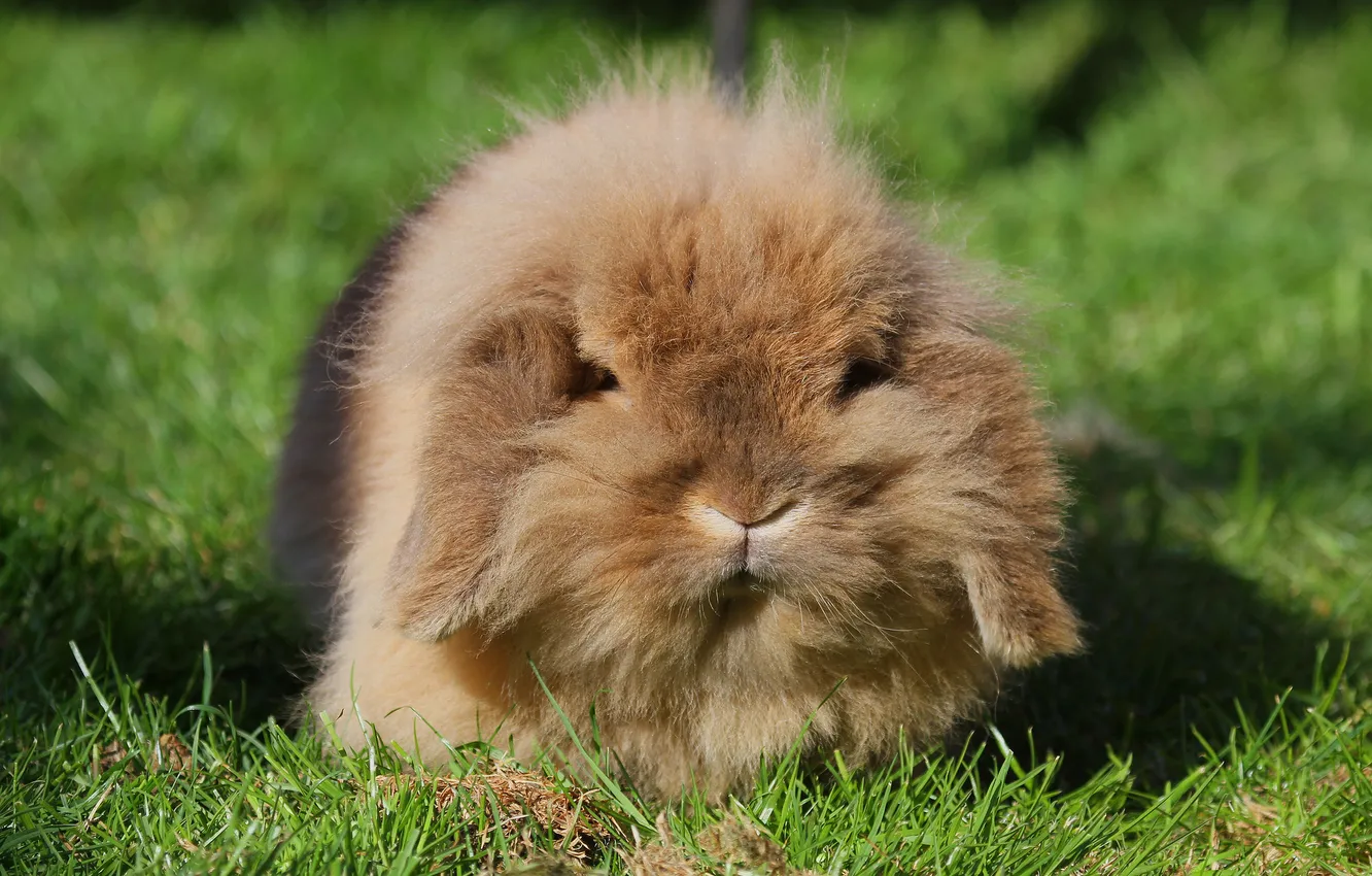 Photo wallpaper grass, wool, rabbit, ears