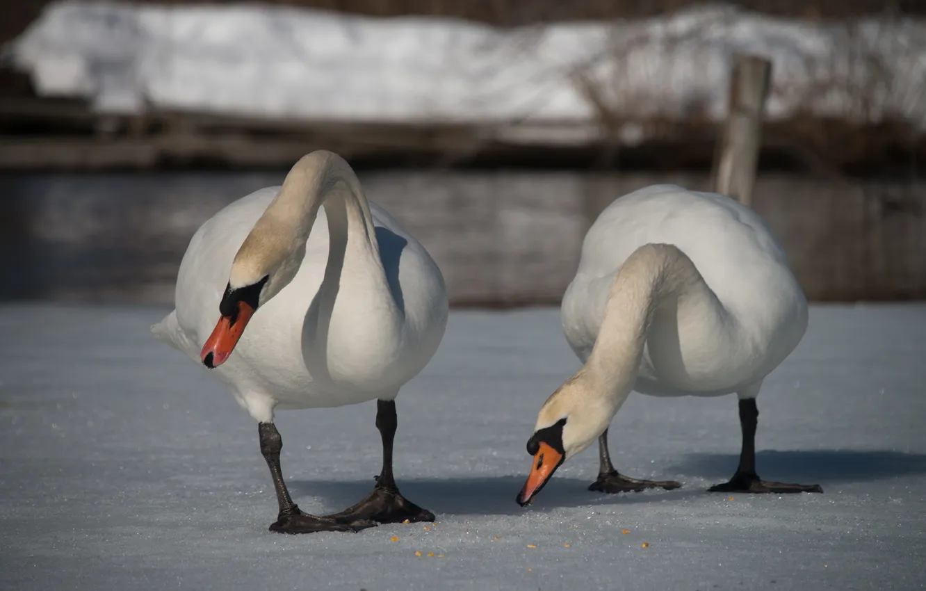 Photo wallpaper snow, birds, pair, swans