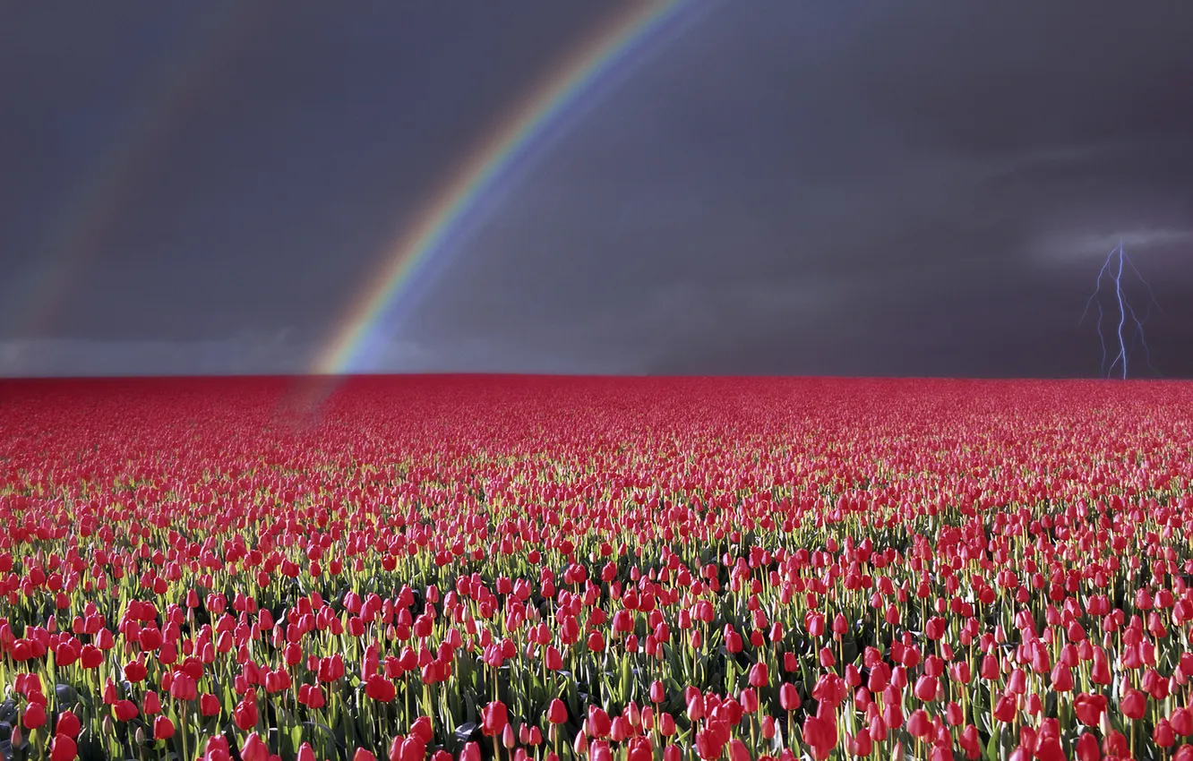 Photo wallpaper the storm, the sky, landscape, flowers, nature, lightning, rainbow, wallpapers
