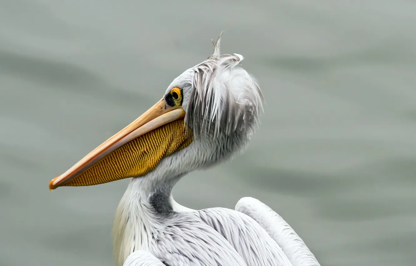 Photo wallpaper nature, bird, pelican