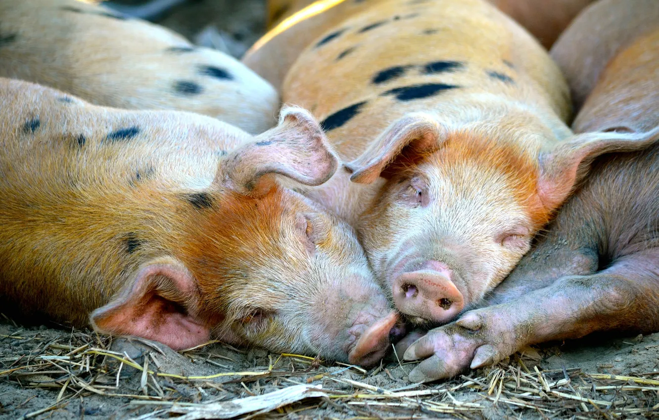 Photo wallpaper nature, background, pig