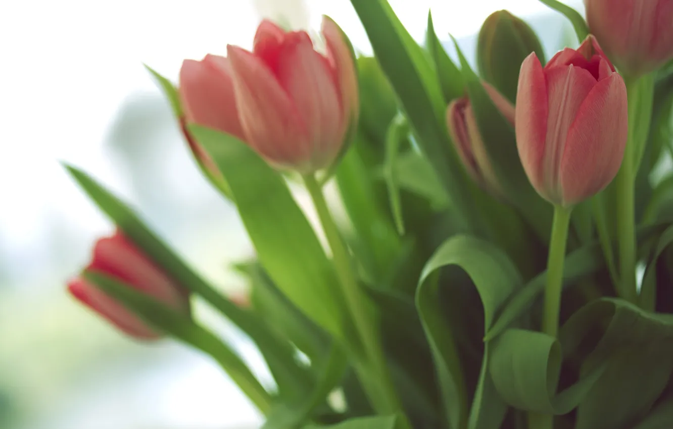 Photo wallpaper flowers, red, petals, tulips