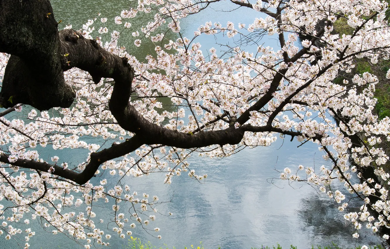 Photo wallpaper water, trees, branch, flowering, vesniny