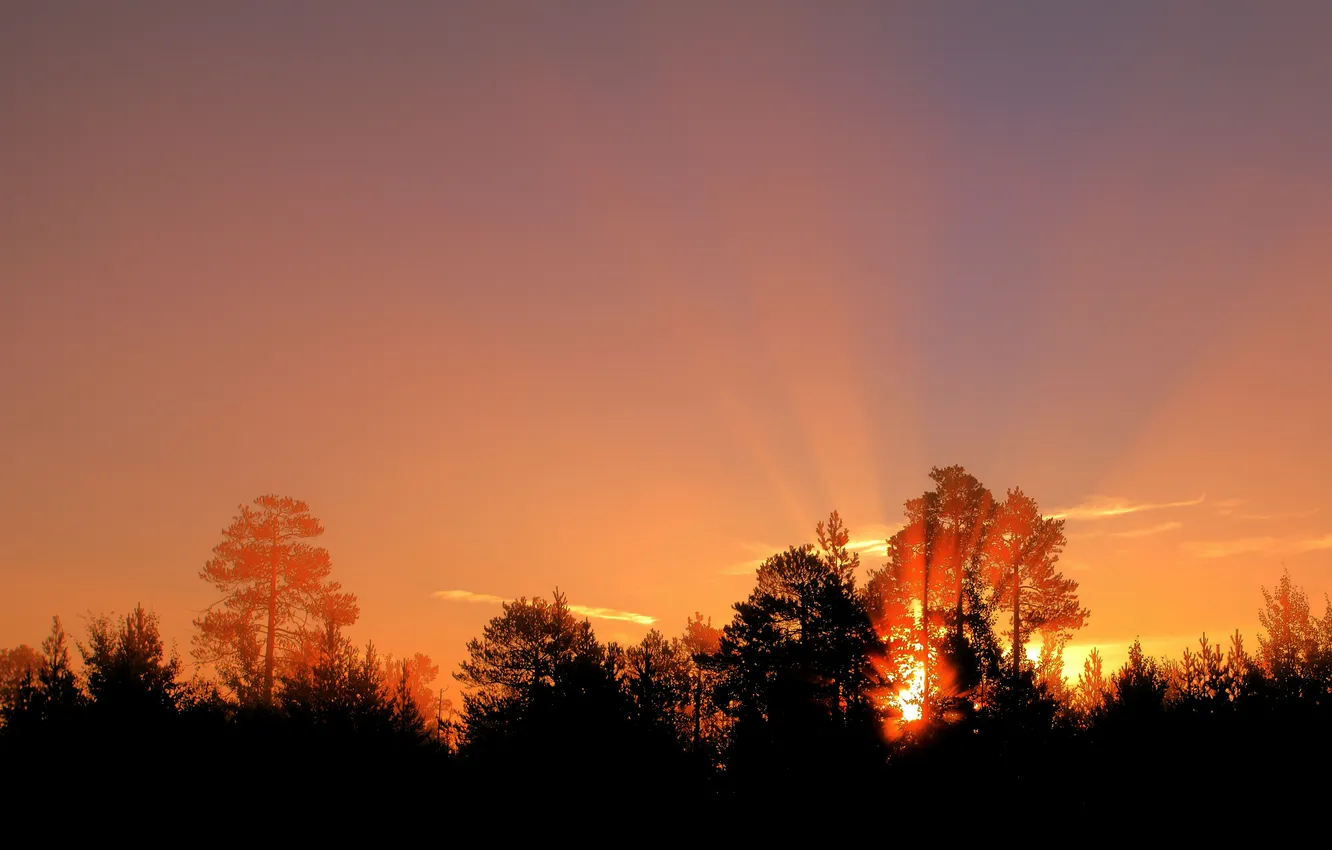 Photo wallpaper trees, landscape, sunset, nature