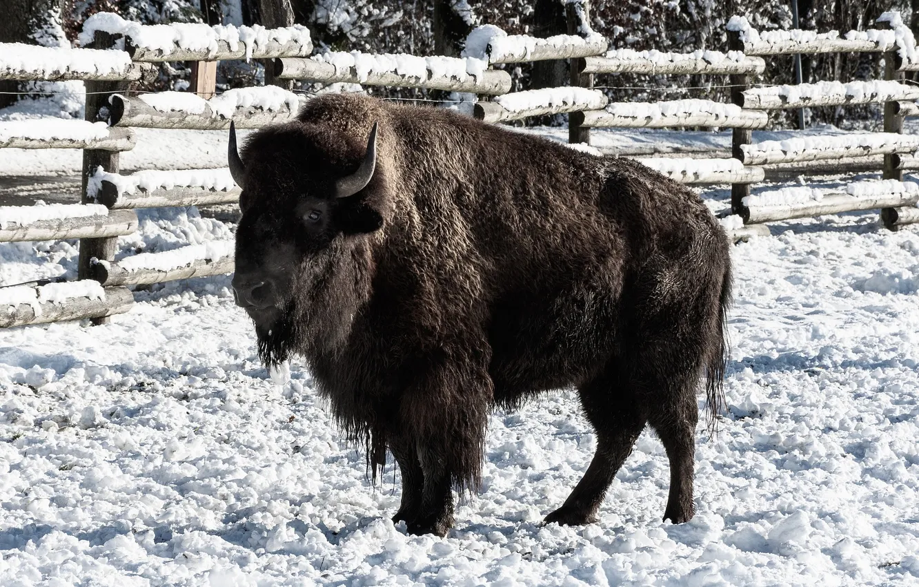 Photo wallpaper nature, big, snow, animal, Bison