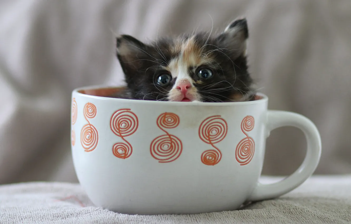 Photo wallpaper cat, pattern, baby, mug, Cup, fabric, kitty, face