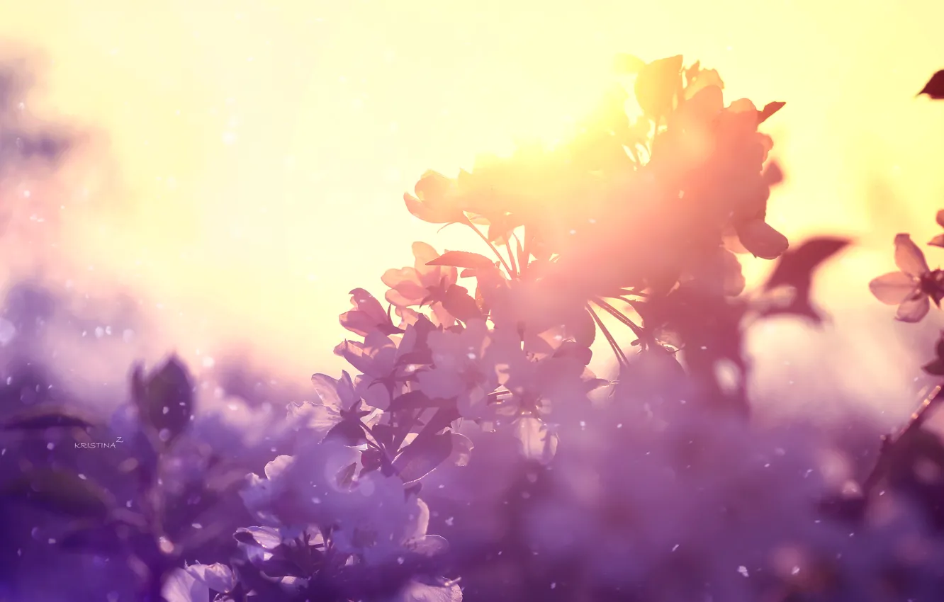 Photo wallpaper sunset, spring, flowering