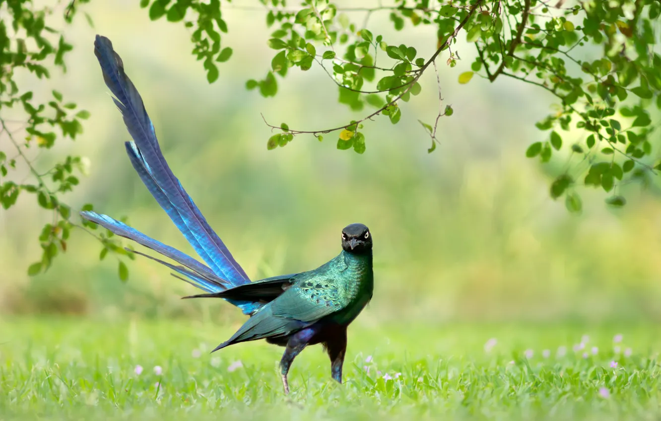 Photo wallpaper greens, grass, branches, background, bird, feathers, tail, Brilliant long-tailed Starling