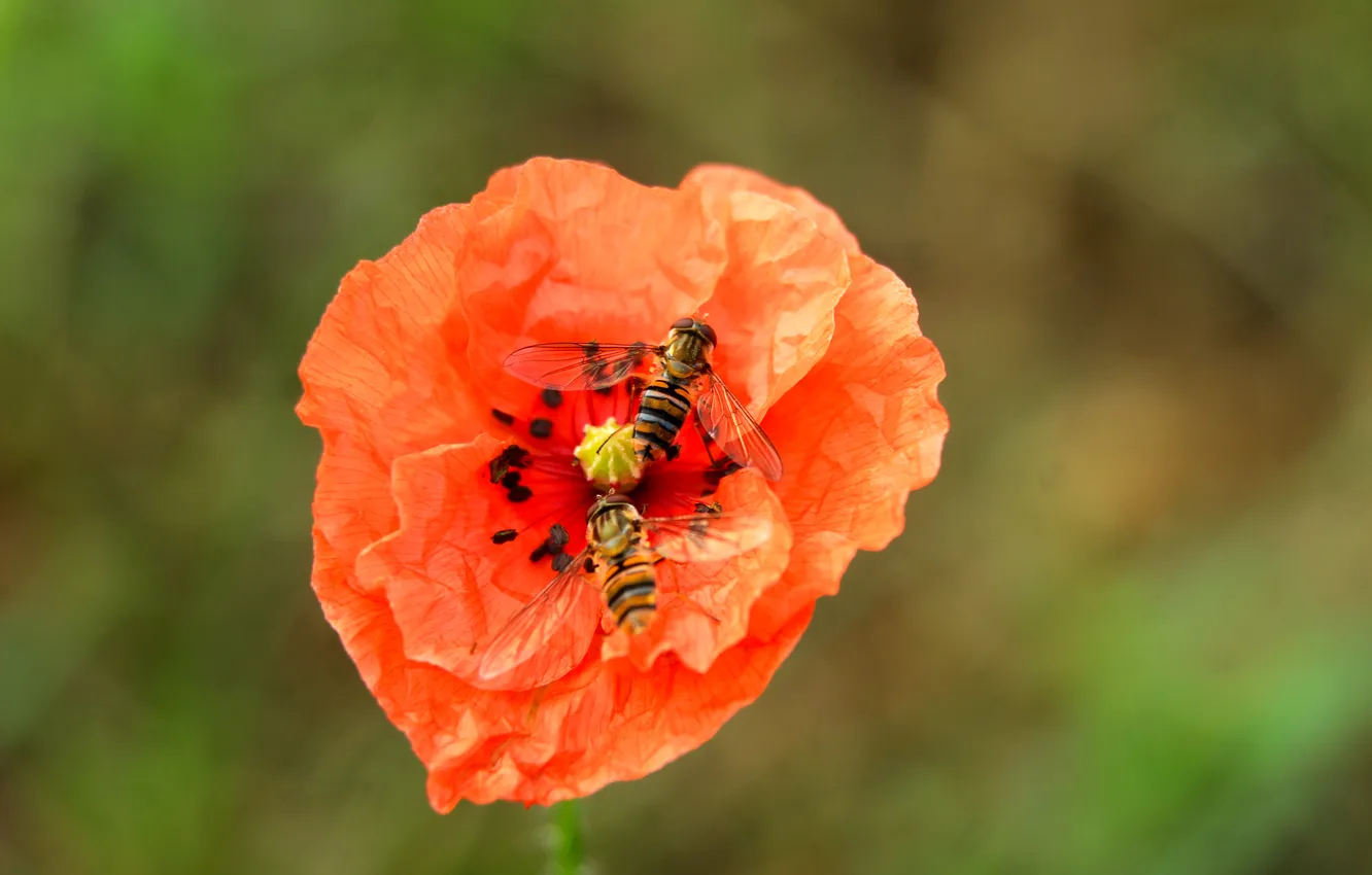 Photo wallpaper red, flower, poppy