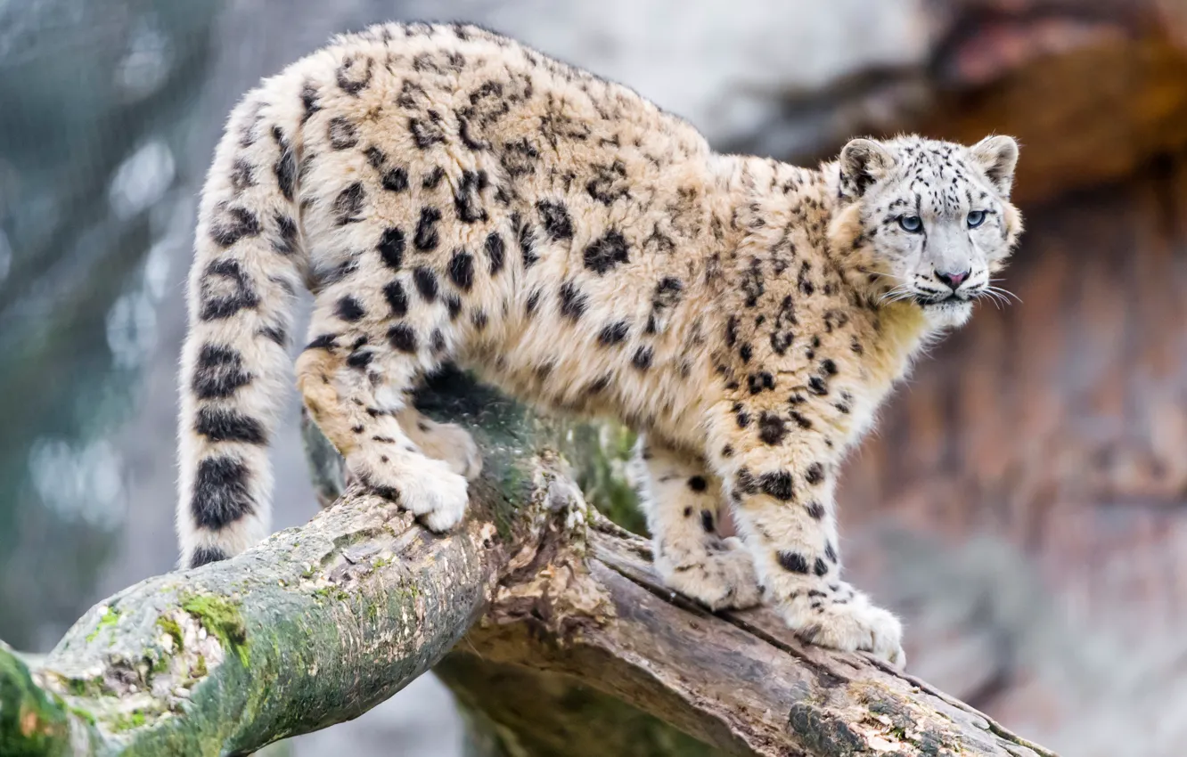 Photo wallpaper cat, trees, trunk, snow leopard, wild cats, zoo, Leopard, teen