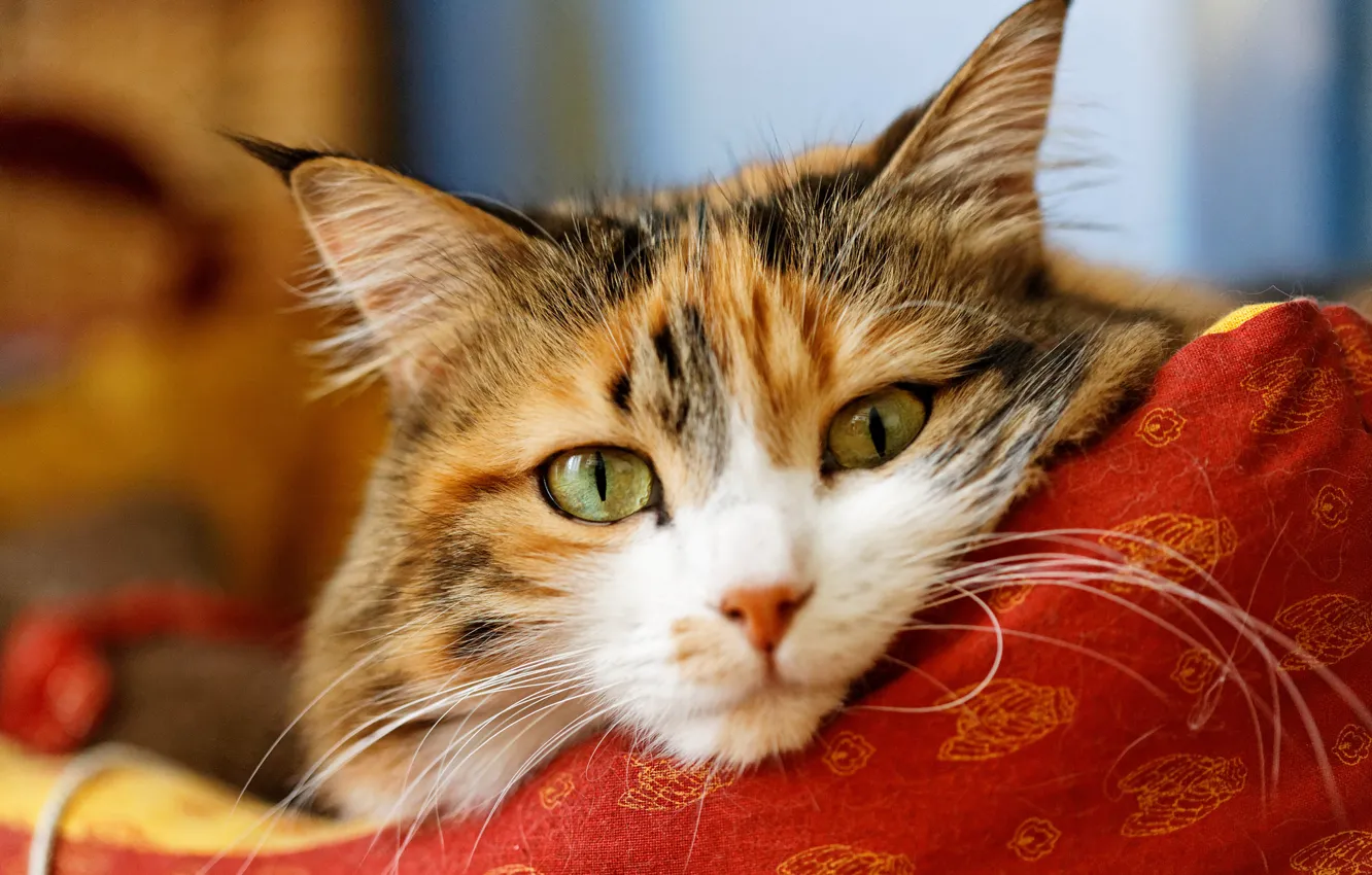 Photo wallpaper cat, cat, look, face