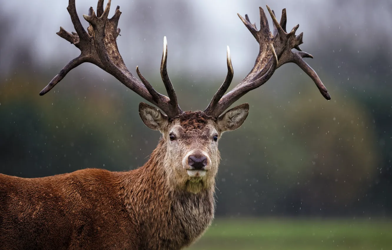 Photo wallpaper look, deer, horns, handsome