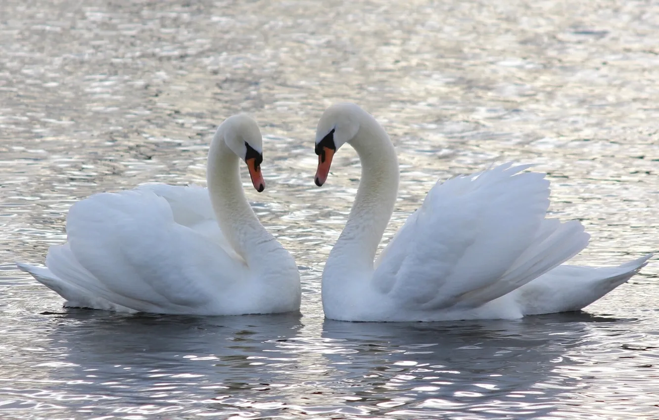 Photo wallpaper water, love, a couple, swans