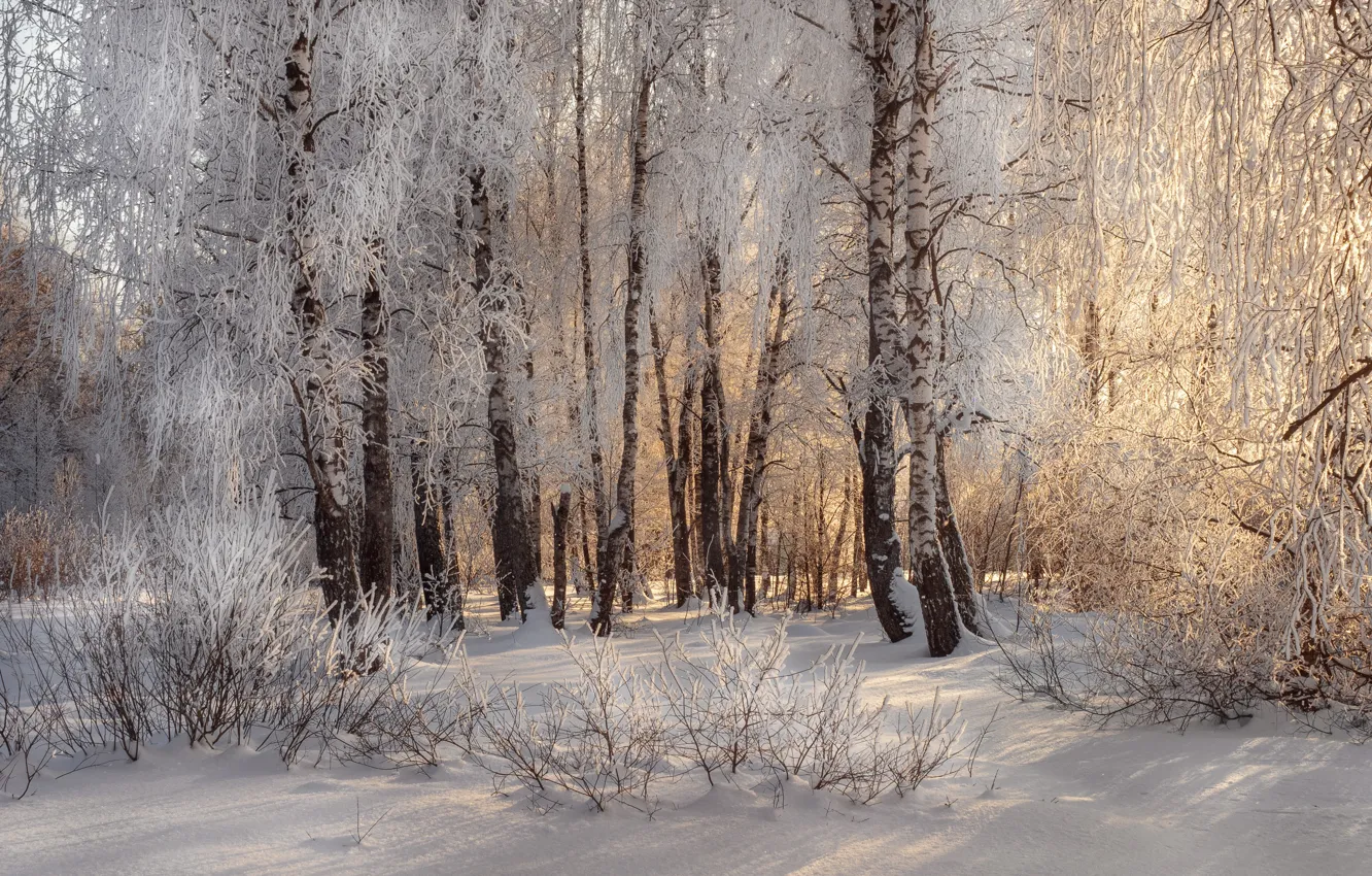 Photo wallpaper winter, frost, forest, light, snow, trees, branches, Park