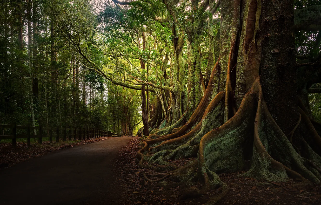 Photo wallpaper road, forest, trees, branches, roots, Park, the fence, the fence