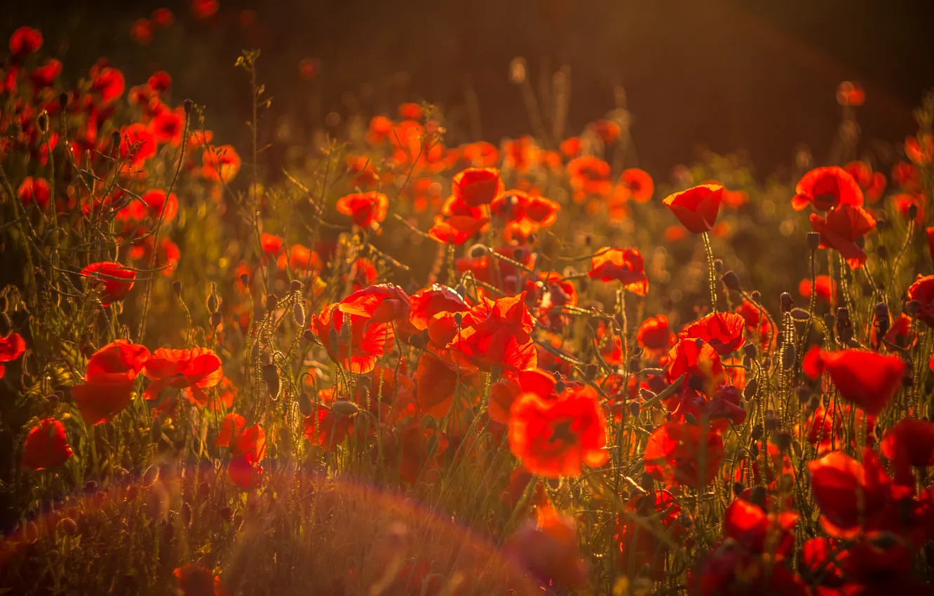 Photo wallpaper red, flowers, a lot, light, glade, bokeh, the evening, haze