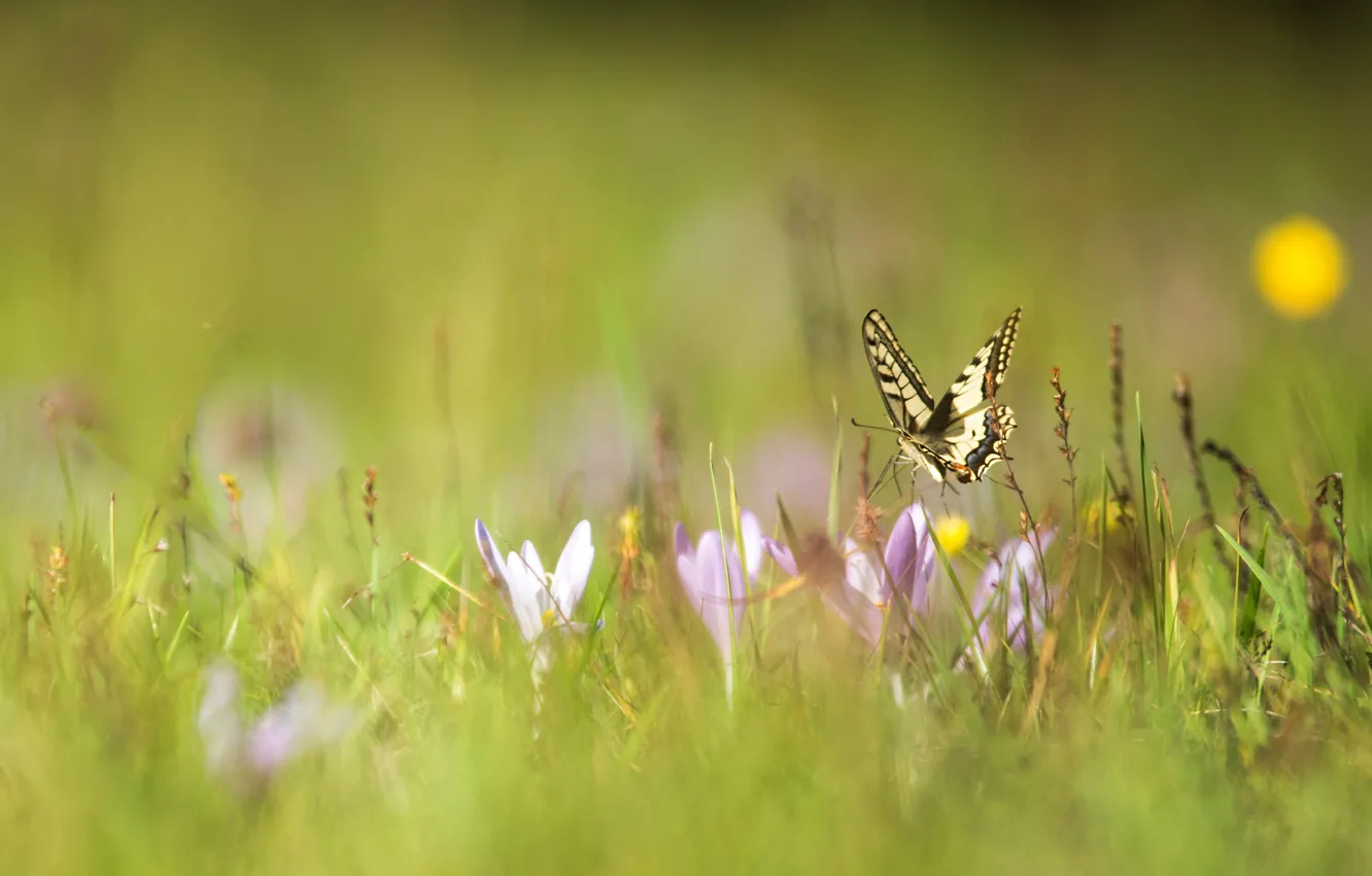 Photo wallpaper macro, flowers, butterfly, spring, crocuses