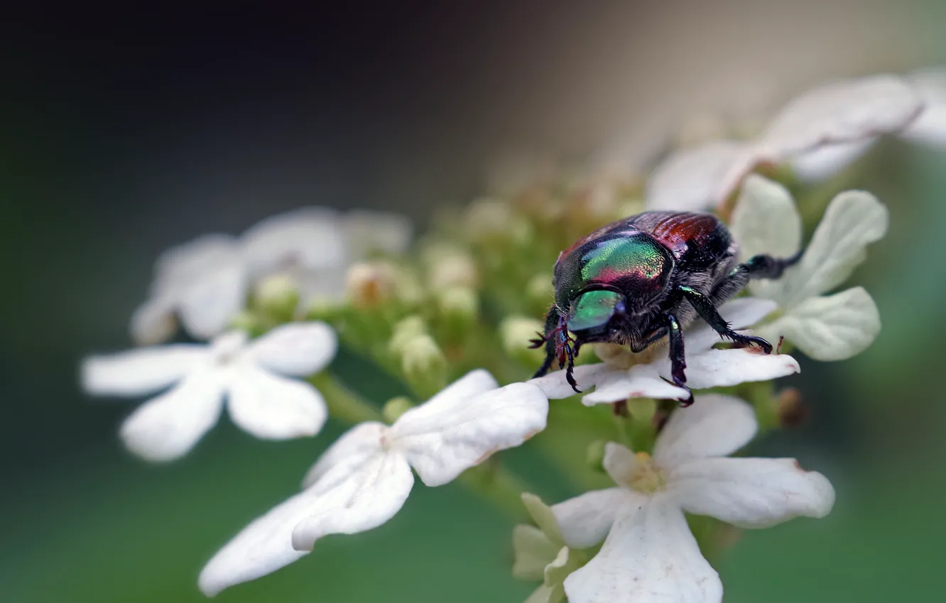 Photo wallpaper macro, beetle, insect