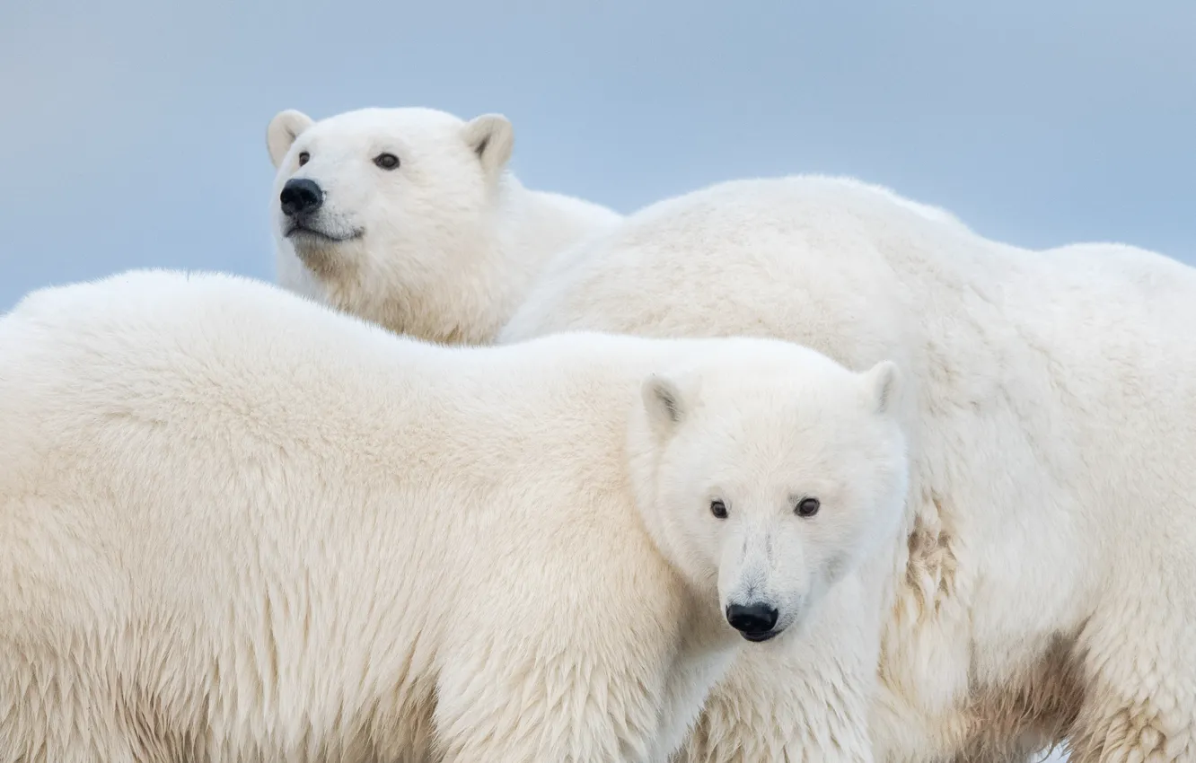 Photo wallpaper bear, trio, polar bears, polar, the three bears