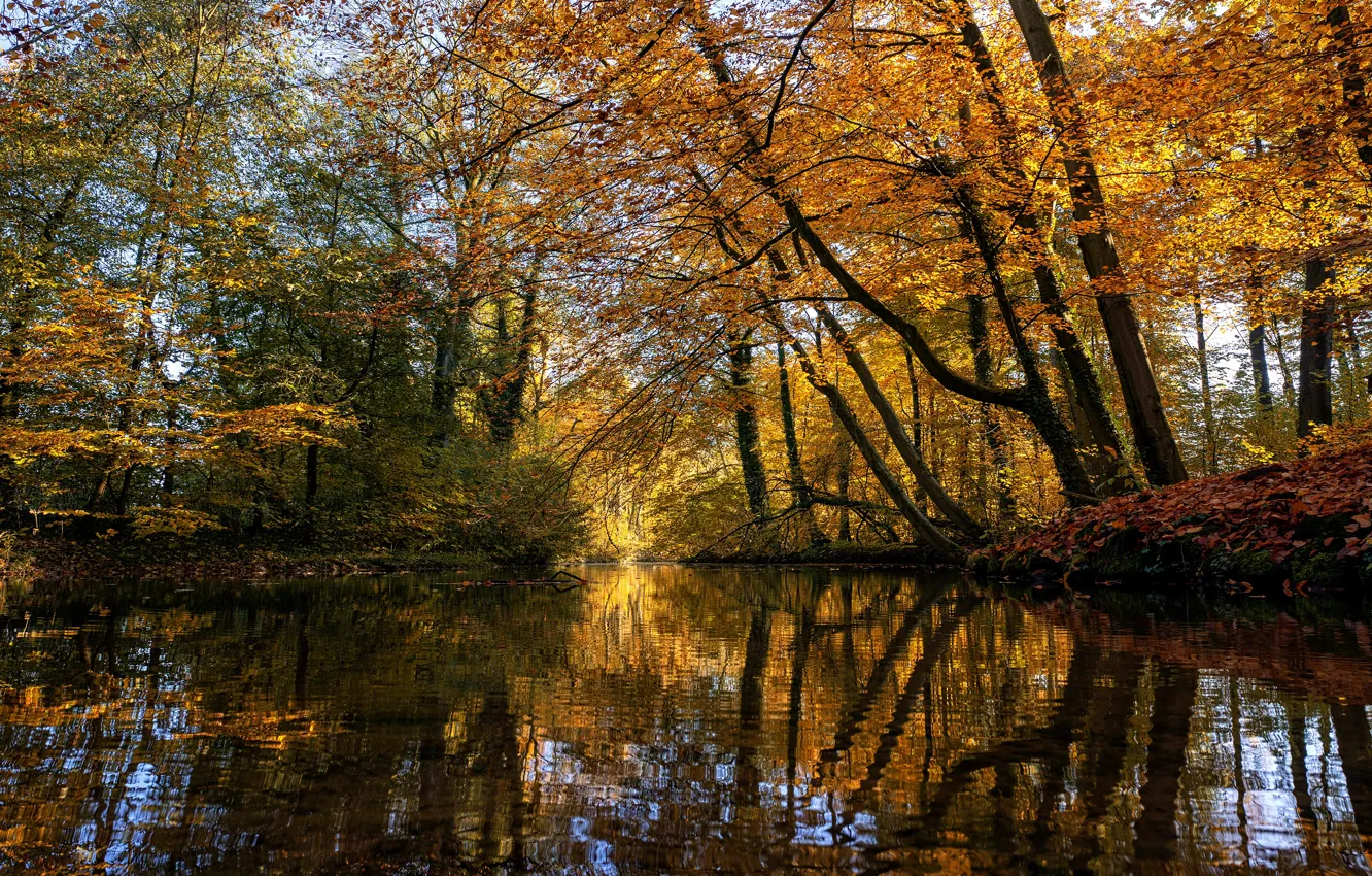 Photo wallpaper autumn, forest, trees, pond, reflection, branch, shore, foliage