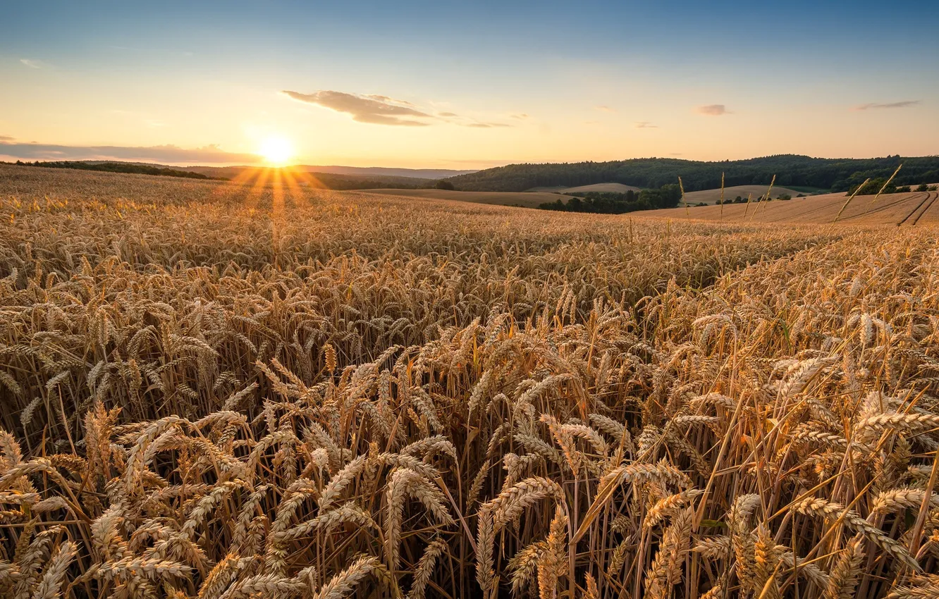 Photo wallpaper space, wheat field, Niva